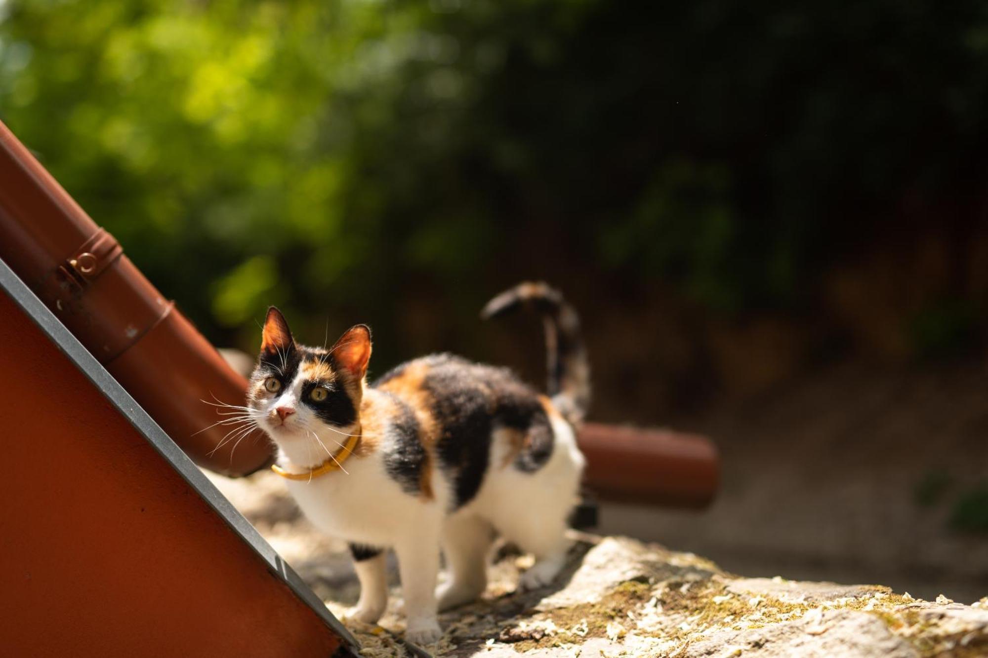 Penzion Nechorka Prušánky Buitenkant foto